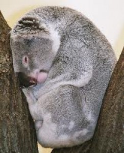 koala-spi.jpg